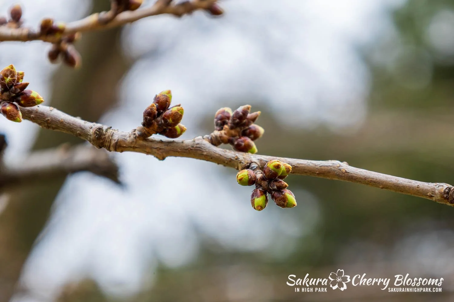 Sakura Watch April 6, 2026 - Buds move into Stage 2, but cold
